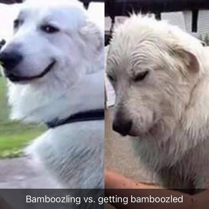 Meme bamboozling - getting bamboozled
