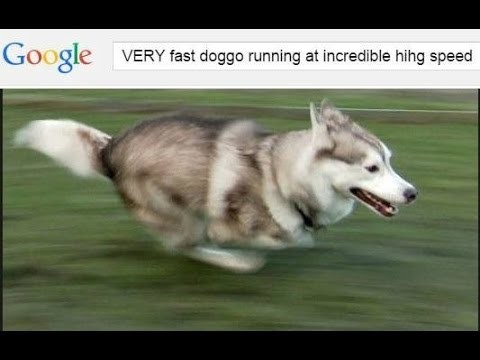 very fast doggo