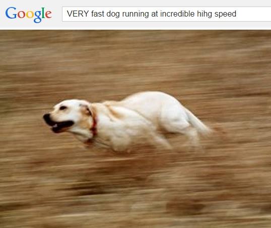 VERY fast dog running at incredible hihg speed