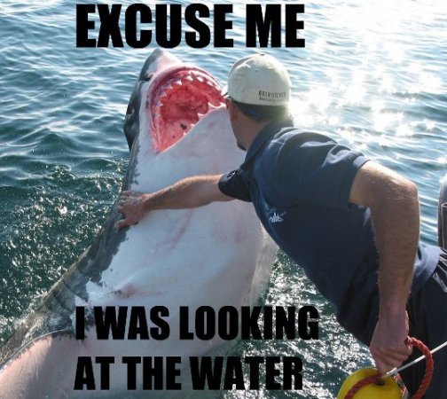 Rude Shark