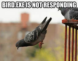 Bird.exe is not responding