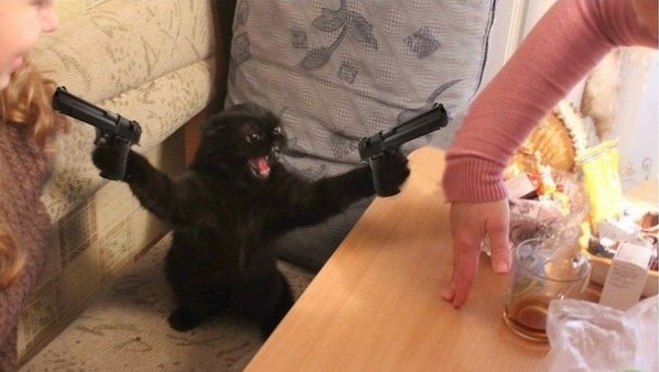 Cat with guns