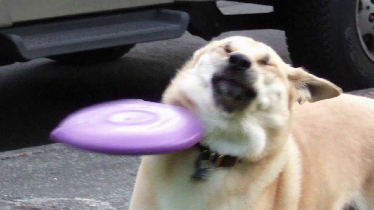 Frisbee dog