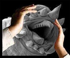 Hydrothermal worm