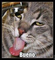 Bueno cat