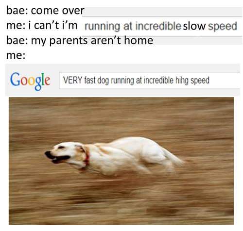 Incredible high speed doggo