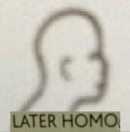 Later homo